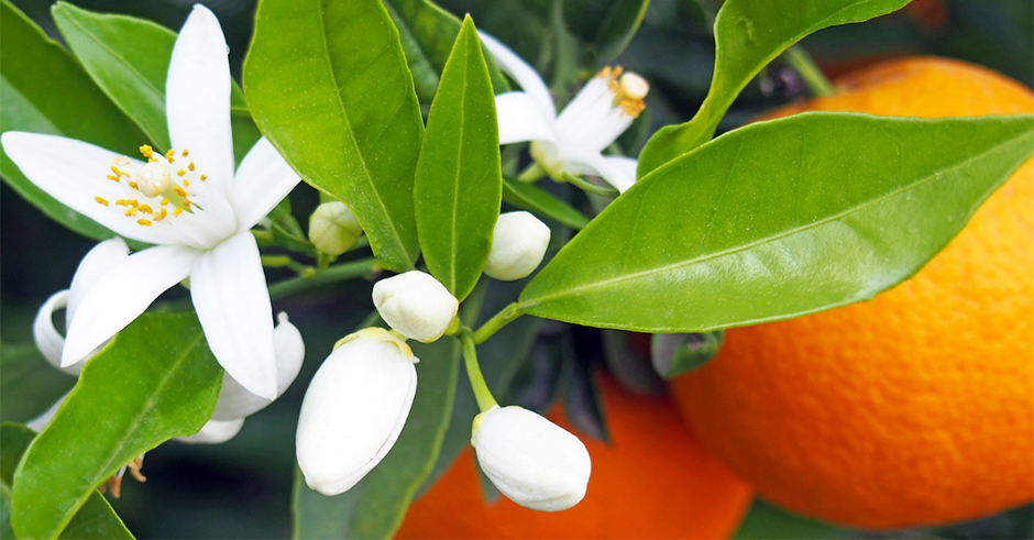 آشنایی با خواص درمانی بهار نارنج