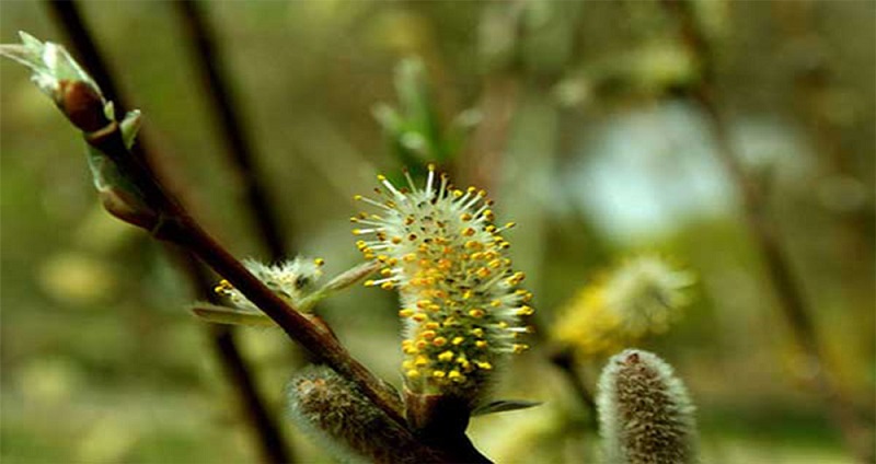 با خواص بیدمشک آشنا شوید با خواص بیدمشک آشنا شوید