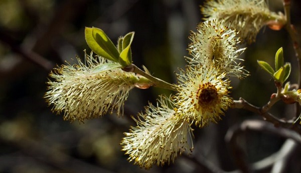 طریقه مصرف عرق بیدمشک