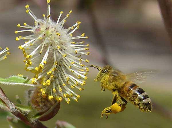 عرق بیدمشک در طب سنتی